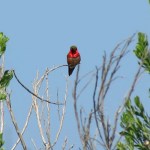Allen's Hummingbird, San Elijo Lagoon