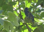 Blue Grosbeak, Mission Trails