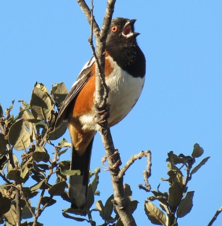 Spotted Towhee (Pipilo maculatus)