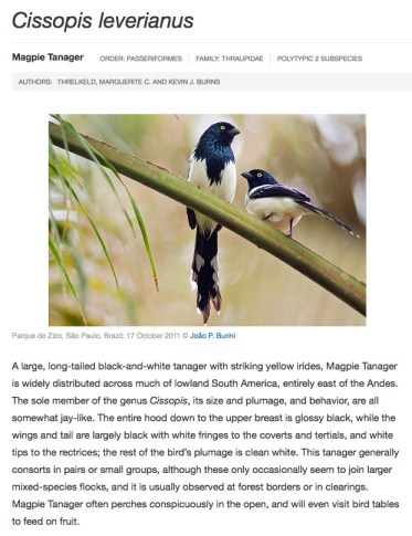 Magpie Tanager (Cissopis leverianus)