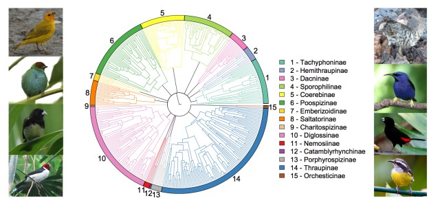Tanager Phylogeny