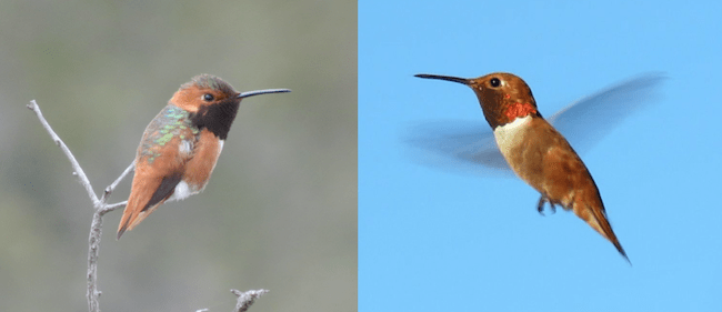 AllensRufousHummingbirds