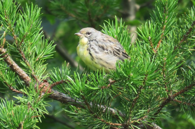 Kirtland's Warbler