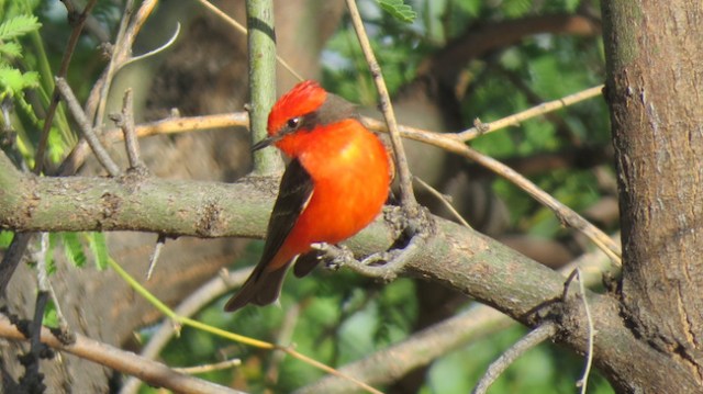 Vermilion Flycatcher