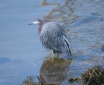 Little Blue Heron