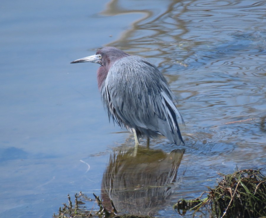 Little Blue Heron