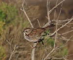Song Sparrow