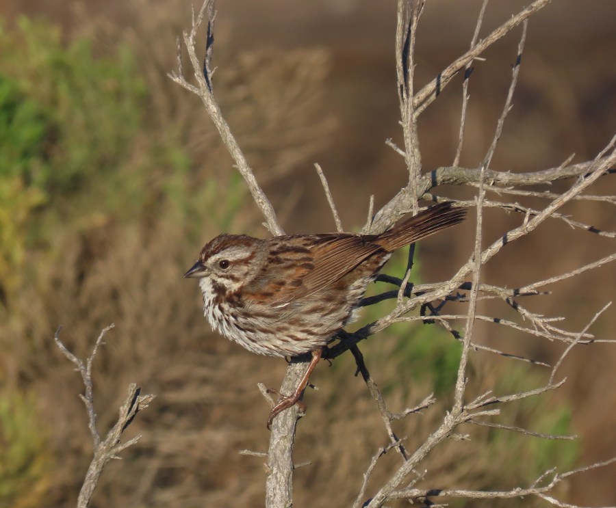 Song Sparrow