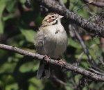Lark Sparrow