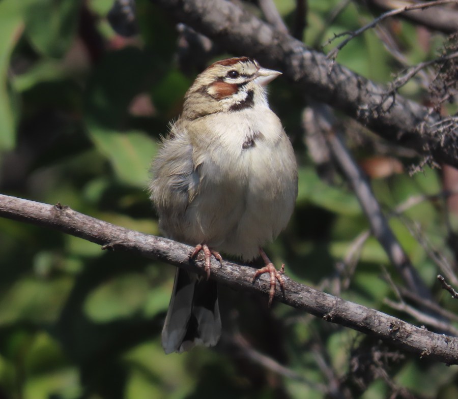 Lark Sparrow