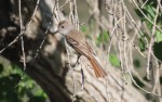 Ash-throated Flycatcher