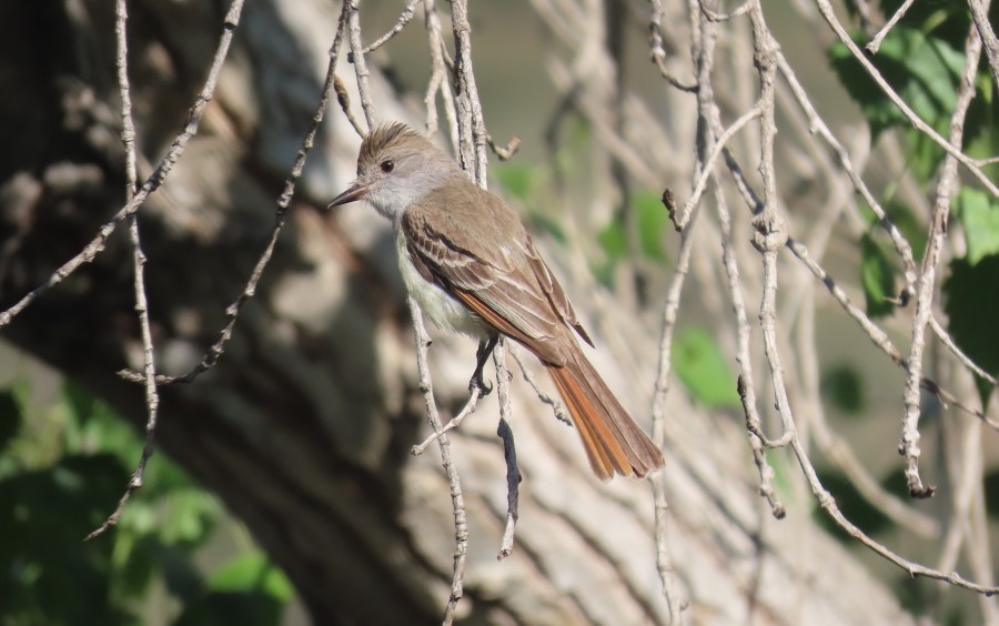 Ash-throated Flycatcher