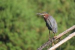 Green Heron