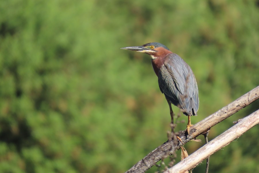 Green Heron