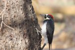 Acorn Woodpecker