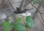 Black-chinned Hummingbird