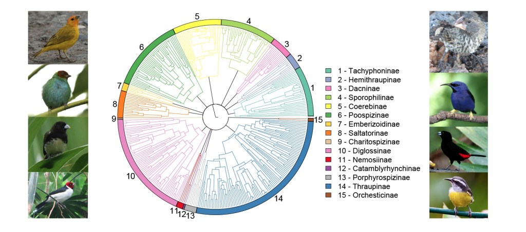 Tanager phylogeny