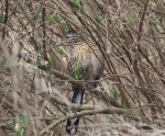 Greater Roadrunner