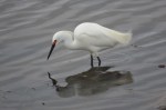 Snowy Egret