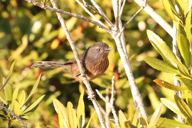 Wrentit