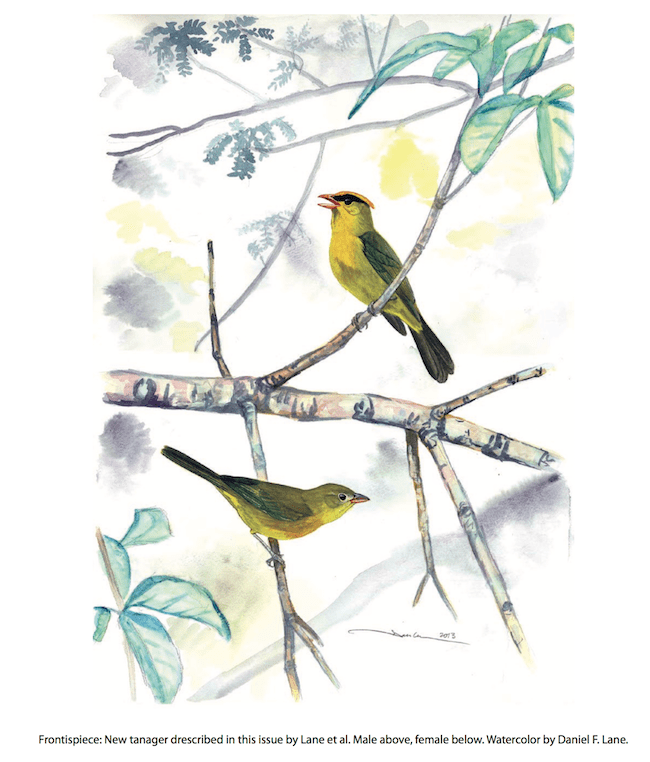 Inti Tanager by Daniel Lane