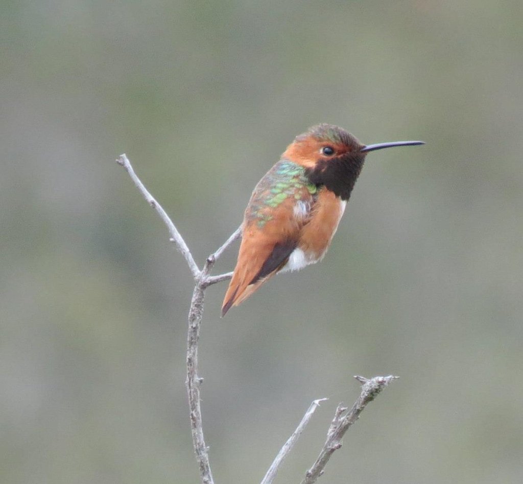 Allen's Hummingbird 