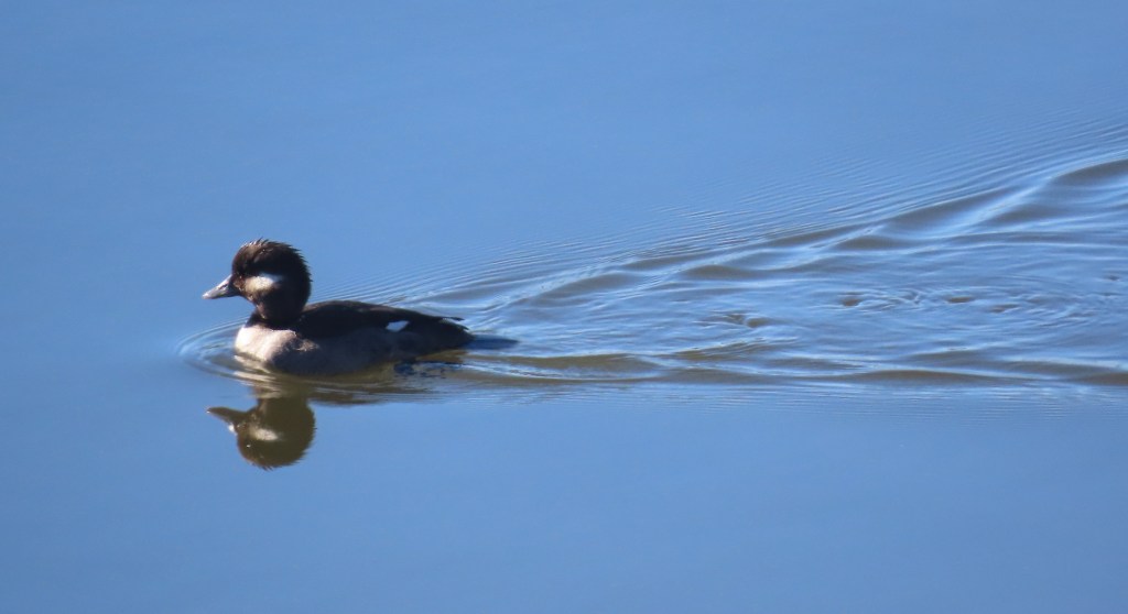 Bufflehead
