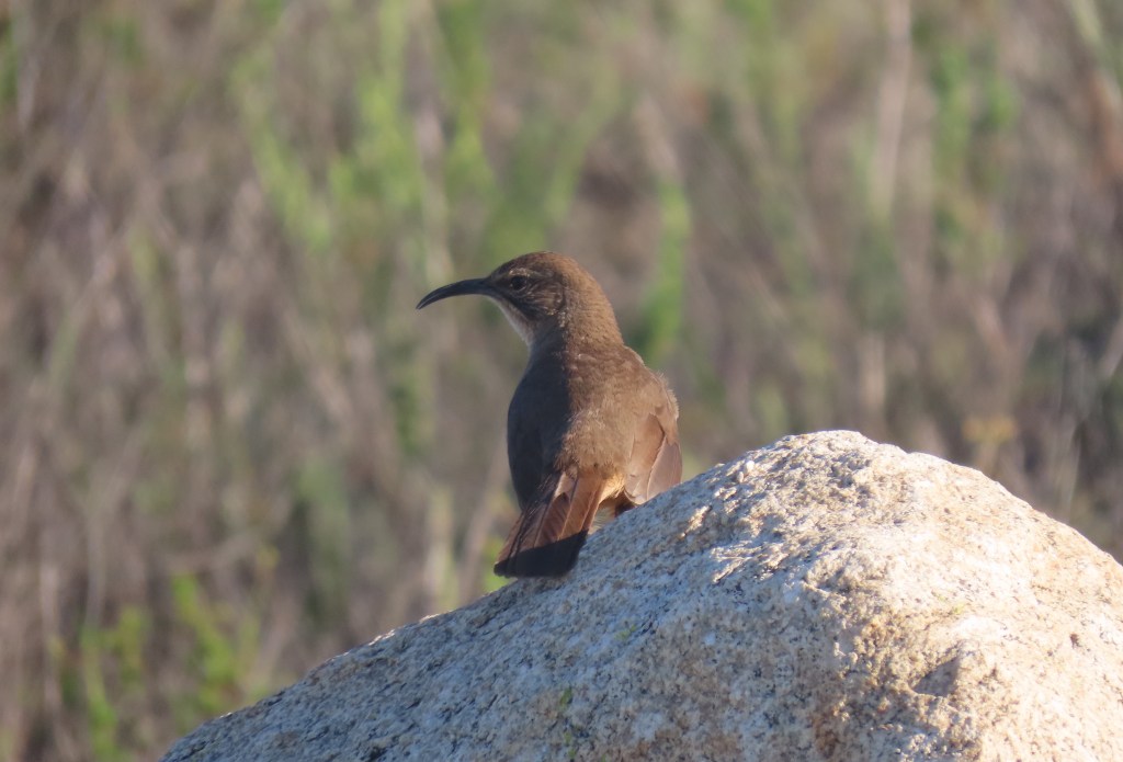 California Thrasher