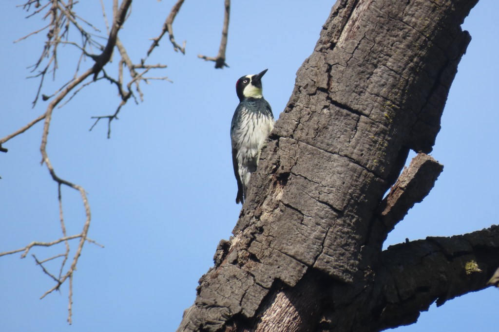 Acorn Woodpecker