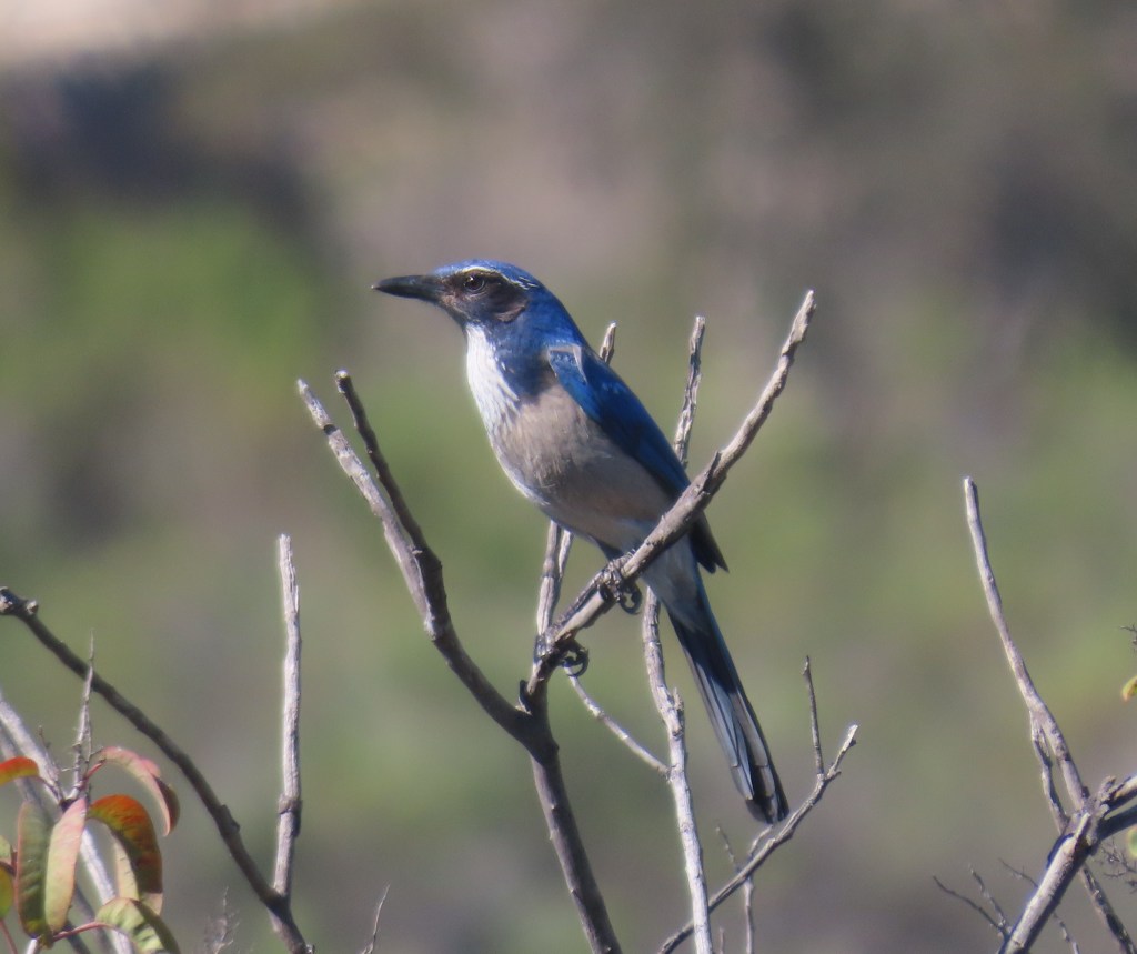 California Scrub-Jay