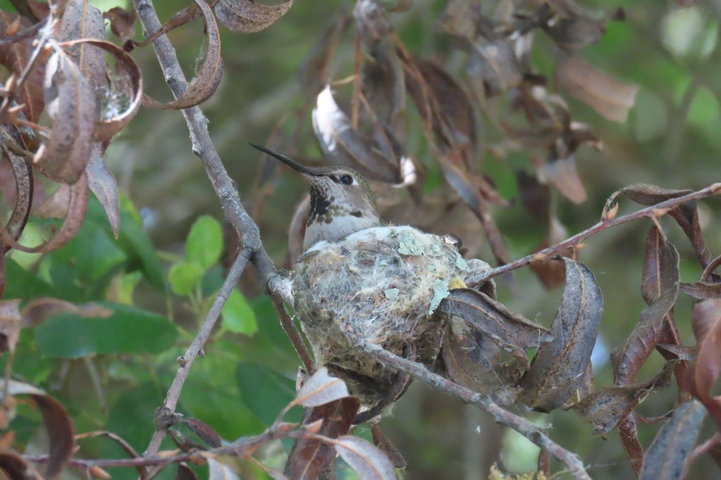Anna's Hummingbird