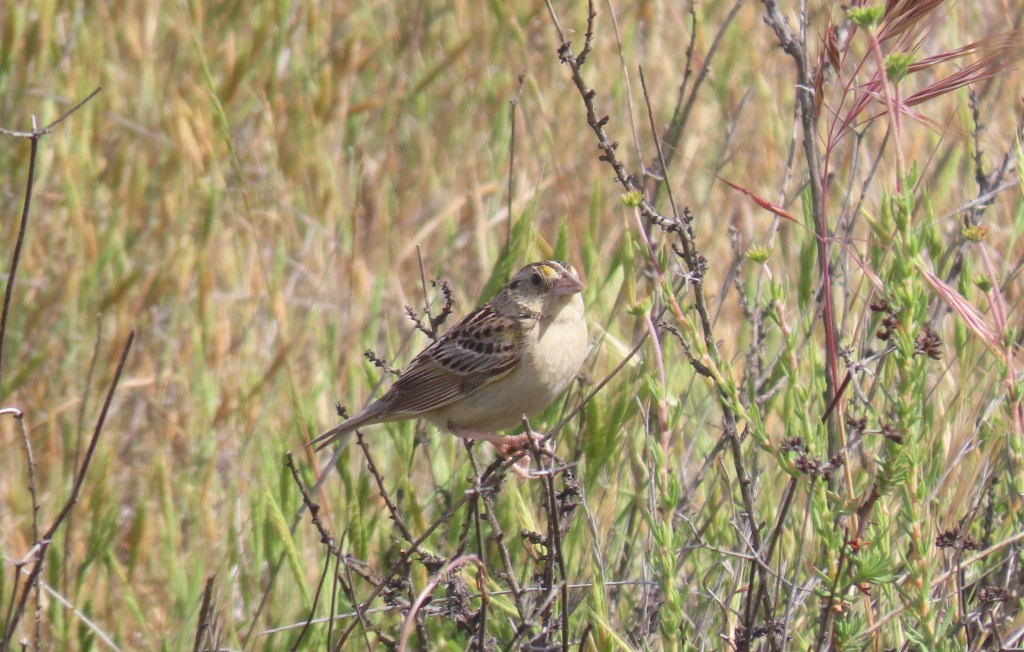 Grasshopper Sparrow
