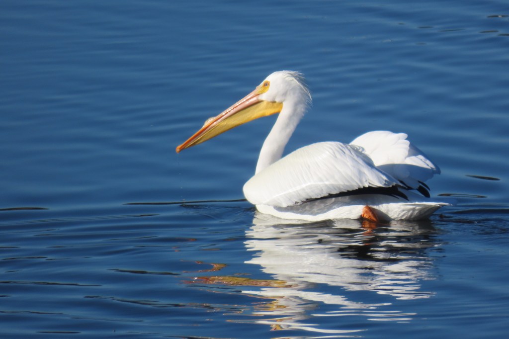American White Pelican