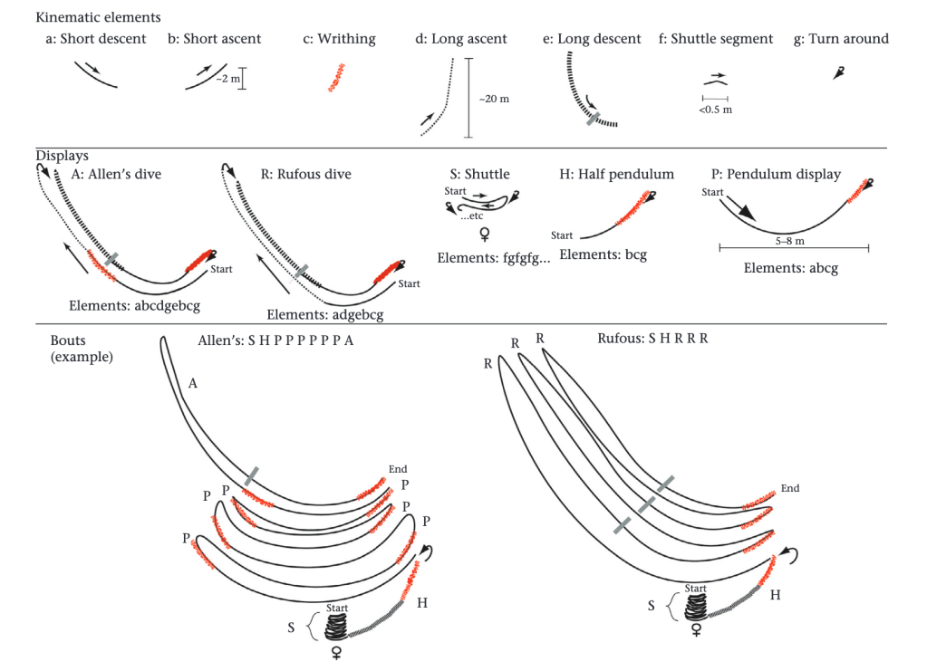Allen's and Rufous Hummingbird courtship elements, displays, and bouts, from Myers et al. 2022