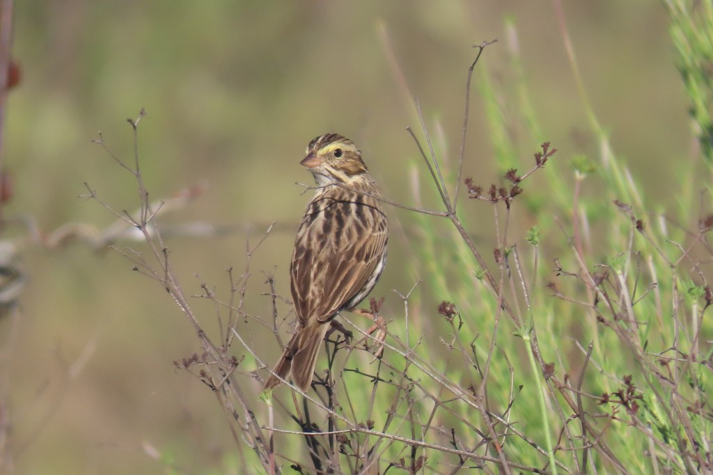 Savannah Sparrow