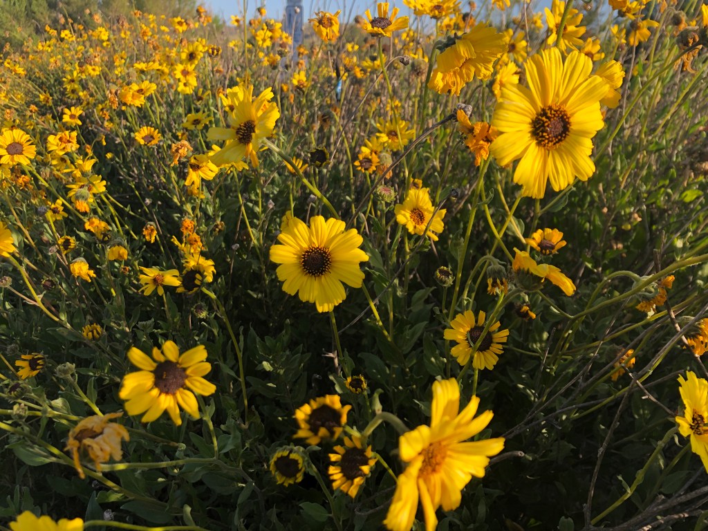 Mission Trails Regional Park 