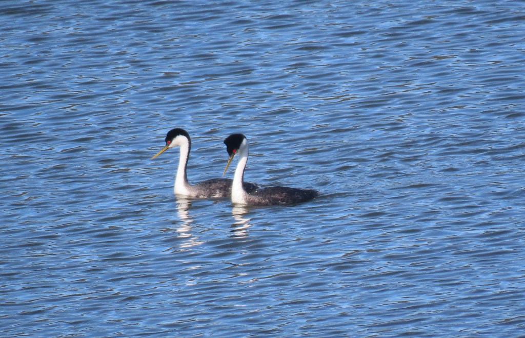 Western Grebes